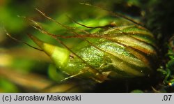 Diphyscium foliosum (koimek bezłodygowy)