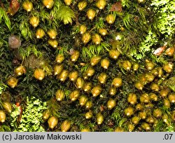 Diphyscium foliosum (koimek bezłodygowy)