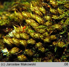 Diphyscium foliosum (koimek bezłodygowy)