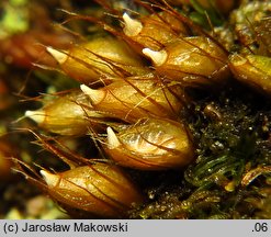 Diphyscium foliosum (koimek bezłodygowy)