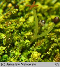 Diplophyllum albicans (dwupłat białawy)