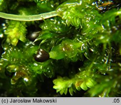 Diplophyllum albicans (dwupłat białawy)