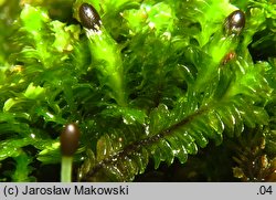 Diplophyllum albicans (dwupłat białawy)