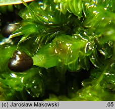 Diplophyllum albicans (dwupłat białawy)