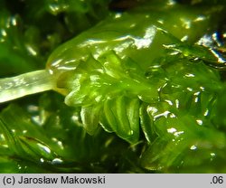 Diplophyllum albicans (dwupłat białawy)