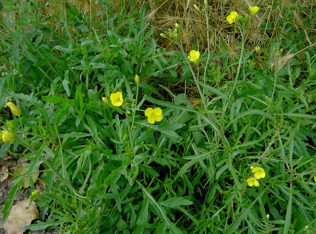 Diplotaxis tenuifolia