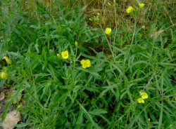 Diplotaxis tenuifolia