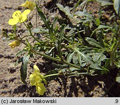 Diplotaxis tenuifolia