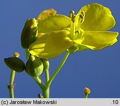 Diplotaxis tenuifolia