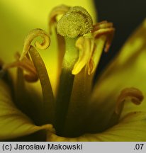 Diplotaxis tenuifolia (dwurząd wąskolistny)