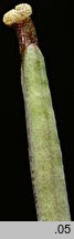 Diplotaxis tenuifolia (dwurząd wąskolistny)