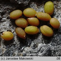 Diplotaxis tenuifolia (dwurząd wąskolistny)