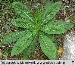 Dipsacus sylvestris