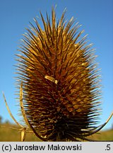 Dipsacus sylvestris