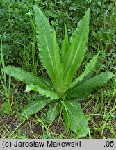 Dipsacus sylvestris (szczeć pospolita)