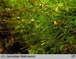 Distichium capillaceum (dwurzędek włoskowaty)