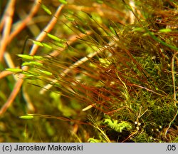 Distichium capillaceum (dwurzędek włoskowaty)