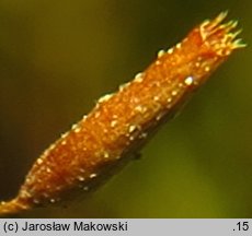 Distichium capillaceum (dwurzędek włoskowaty)