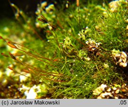 Distichium capillaceum (dwurzędek włoskowaty)