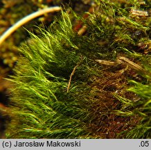 Distichium capillaceum (dwurzędek włoskowaty)