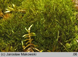 Ditrichum flexicaule (pędzlik pogięty)