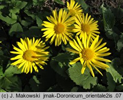 Doronicum columnae (omieg sercowaty)