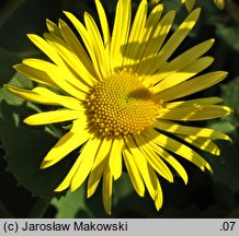 Doronicum columnae (omieg sercowaty)