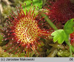 Drosera rotundifolia (rosiczka okrągłolistna)