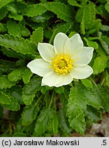 Dryas octopetala (dębik ośmiopłatkowy)