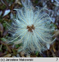 Dryas octopetala (dębik ośmiopłatkowy)