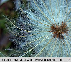 Dryas octopetala (dębik ośmiopłatkowy)