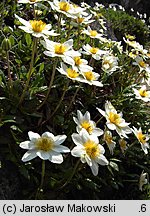 Dryas octopetala (dębik ośmiopłatkowy)