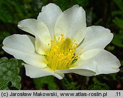 Dryas octopetala (dębik ośmiopłatkowy)