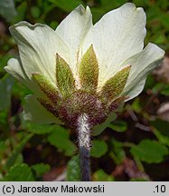 Dryas octopetala (dębik ośmiopłatkowy)