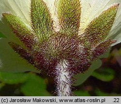 Dryas octopetala (dębik ośmiopłatkowy)