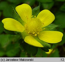 Potentilla indica (poziomkówka indyjska)