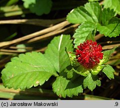 Potentilla indica (poziomkówka indyjska)