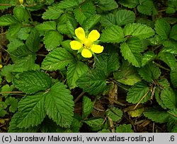 Potentilla indica (poziomkówka indyjska)