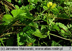 Potentilla indica (poziomkówka indyjska)