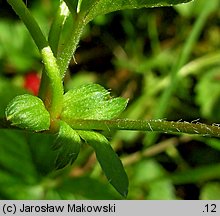 Potentilla indica (poziomkówka indyjska)