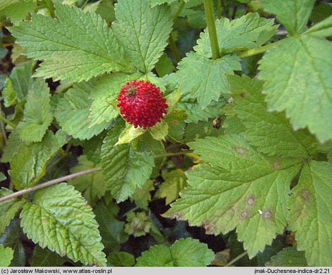 Duchesnea indica