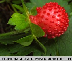 Potentilla indica (poziomkówka indyjska)