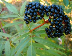 Sambucus ebulus