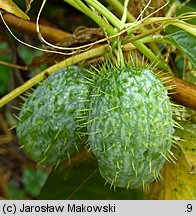 Echinocystis lobata