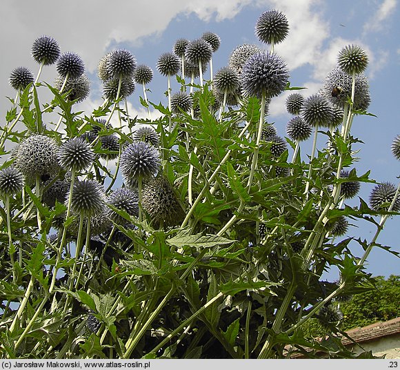 Echinops ritro