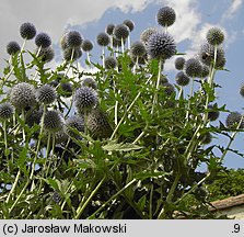 Echinops ritro