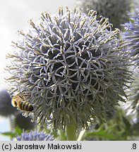 Echinops ritro