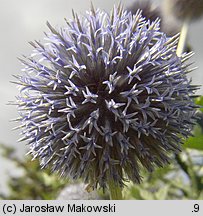 Echinops ritro