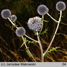 Echinops sphaerocephalus (przegorzan kulisty)