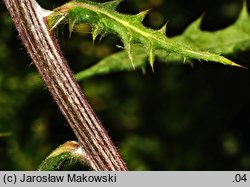 Echinops sphaerocephalus (przegorzan kulisty)